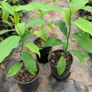 Gold Champaca Plant - Fragrant Yellow Joy Perfume Tree - 1 Feet Tall