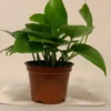 Golden Devil's Ivy Pothos - 4 Inch Potted Plant - Epipremnum Aureum