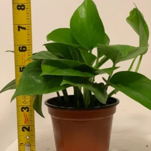 Golden Devil's Ivy Pothos - 4 Inch Potted Plant - Epipremnum Aureum