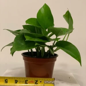 Golden Devil's Ivy Pothos - 4 Inch Potted Plant - Epipremnum Aureum