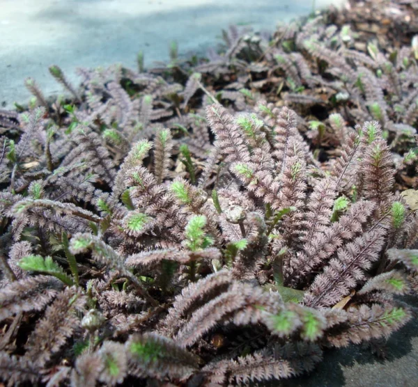 Gothic Black Fairy Fern - Leptinella Plant - 2.5" Pot - Black - Houseplant