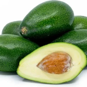 Grafted Avocado Tree - Bacon Variety - 1 Foot Tall Fruit Tree