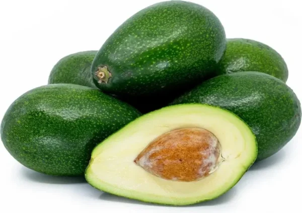 Grafted Avocado Tree - Bacon Variety - 1 Foot Tall Fruit Tree