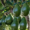Grafted Avocado Tree - Little Cado Avocado Tree - 1 Foot Tall - 6 Inch Pot