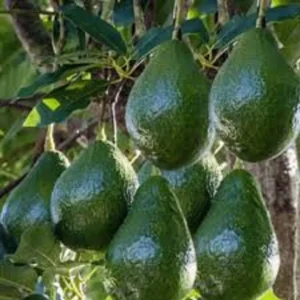 Grafted Avocado Tree - Little Cado Avocado Tree - 1 Foot Tall - 6 Inch Pot