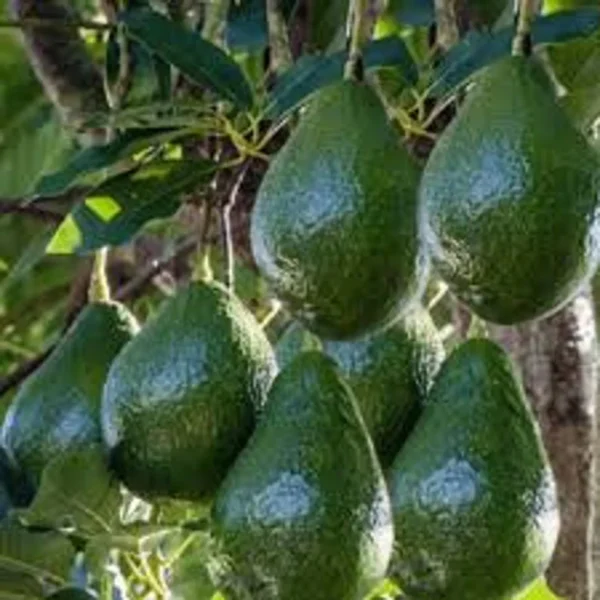 Grafted Avocado Tree - Little Cado Avocado Tree - 1 Foot Tall - 6 Inch Pot