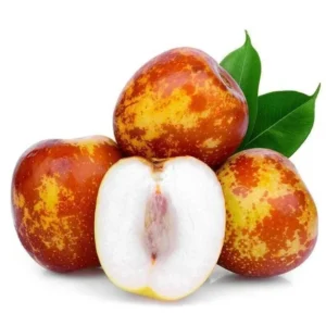 Grafted Jujube Tree - Shanxi Li Variety - 2 Feet Tall - Fruit Tree