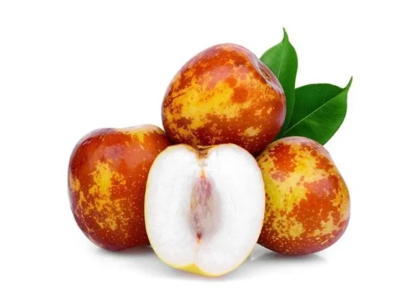 Grafted Jujube Tree - Shanxi Li Variety - 2 Feet Tall - Fruit Tree