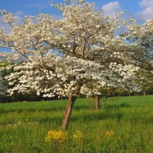 Gray Dogwood Bush Cornus racemosa Plant - 14 inch Tall - 1 Gallon Pot - Ornamental Shrub
