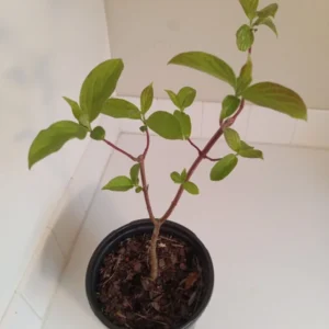 Gray Dogwood Bush Cornus racemosa Plant - 14 inch Tall - 1 Gallon Pot - Ornamental Shrub