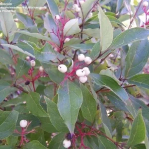 Gray Dogwood Bush Cornus racemosa Plant - 14 inch Tall - 1 Gallon Pot - Ornamental Shrub