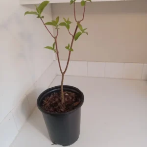 Gray Dogwood Bush Cornus racemosa Plant - 14 inch Tall - 1 Gallon Pot - Ornamental Shrub