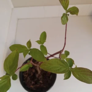 Gray Dogwood Bush Cornus racemosa Plant - 14 inch Tall - 1 Gallon Pot - Ornamental Shrub