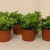 Green English Ivy Hedera Helix - 6 Pack of 3.5 Inch Potted Plants