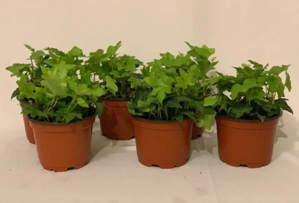 Green English Ivy Hedera Helix - 6 Pack of 3.5 Inch Potted Plants