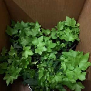 Green English Ivy Hedera Helix - 6 Pack of 3.5 Inch Potted Plants