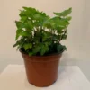 Green English Ivy Hedera helix Plant - 4 Inch Potted Vine