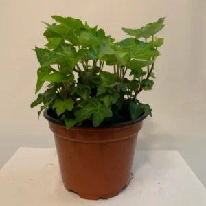 Green English Ivy Hedera helix Plant - 4 Inch Potted Vine