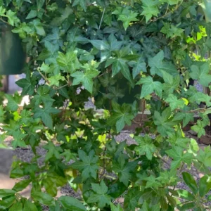 Green English Ivy Hedera helix Plant - 4 Inch Potted Vine