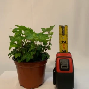 Green English Ivy Hedera helix Plant - 4 Inch Potted Vine