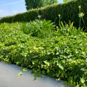 Green English Ivy Hedera helix Plant - 4 Inch Potted Vine