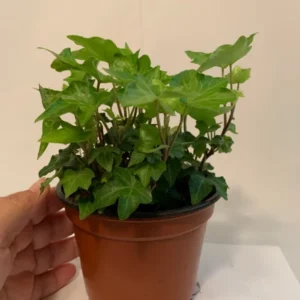 Green English Ivy Hedera helix Plant - 4 Inch Potted Vine