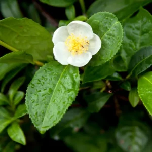 Green Tea Plant In Pot Live Plant Greenery