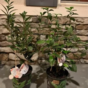 Green Tea Plant In Pot Live Plant Greenery