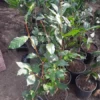 Green Tea Tree Camellia Sinensis Plant - 1 Feet Tall - 3" Pot - Live Plant