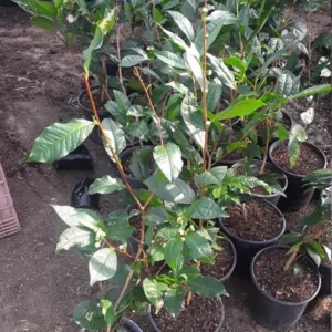 Green Tea Tree Camellia Sinensis Plant - 1 Feet Tall - 3" Pot - Live Plant