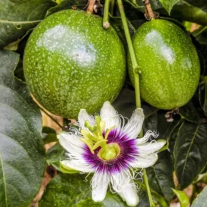 Grenadier Passion Fruit Plant Live - Passiflora Ligularis - 4 to 6 Inch Home Garden Plant