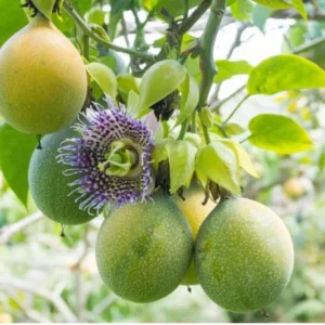 Grenadier Passion Fruit Plant Live - Passiflora Ligularis - 4 to 6 Inch Home Garden Plant