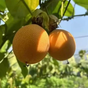 Grenadier Passion Fruit Plant Live - Passiflora Ligularis - 4 to 6 Inch Home Garden Plant