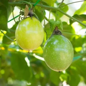 Grenadier Passion Fruit Plant Live - Passiflora Ligularis - 4 to 6 Inch Home Garden Plant
