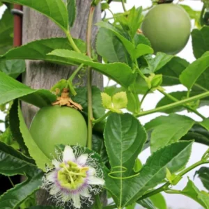 Grenadier Passion Fruit Plant Live - Passiflora Ligularis - 4 to 6 Inch Home Garden Plant