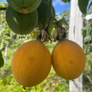 Grenadier Passion Fruit Plant Live - Passiflora Ligularis - 4 to 6 Inch Home Garden Plant