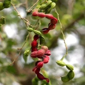 Guamuchil Pithecellobium Dulce Tree - 1 Ft Tall Plant in 6