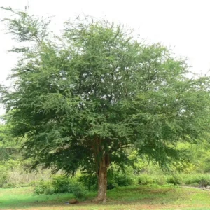 Guamuchil Pithecellobium Dulce Tree - 1 Ft Tall Plant in 6" Pot