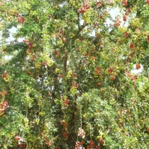 Guamuchil Pithecellobium Dulce Tree - 1 Ft Tall Plant in 6