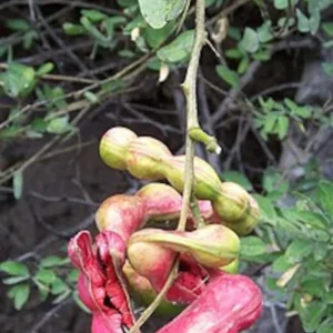 Guamuchil Pithecellobium Dulce Tree - 1 Ft Tall Plant in 6