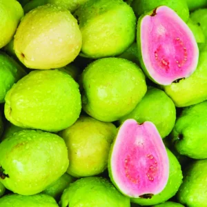 Guava Plant with Organic Pot - Small/Med Size - Organic Compost Soil