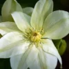 Guernsey Cream Clematis Vine - 2.5" Pot - Unique Color Flowering Plant
