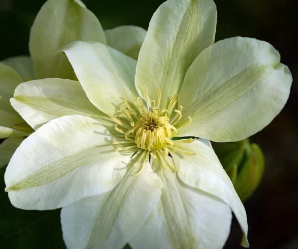 Guernsey Cream Clematis Vine - 2.5" Pot - Unique Color Flowering Plant