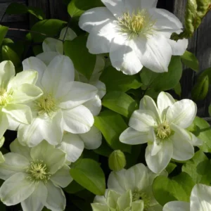 Guernsey Cream Clematis Vine - 2.5" Pot - Unique Color Flowering Plant