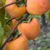 Hachiya Persimmon Tree 2 Feet Tall - Grafted Fruit Tree