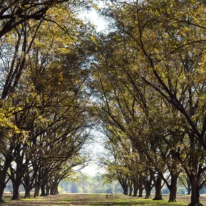 Hardy Pecan Tree 2-Pack - Carya Illinoinensis - Northern Hardy Nut Tree - NOT SHIP AK, AZ, CA, HI