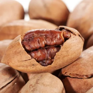 Hardy Pecan Tree 2-Pack - Carya Illinoinensis - Northern Hardy Nut Tree - NOT SHIP AK, AZ, CA, HI