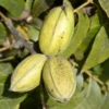 Hardy Pecan Tree 2-Pack - Carya Illinoinensis - Northern Hardy Nut Tree - NOT SHIP AK, AZ, CA, HI