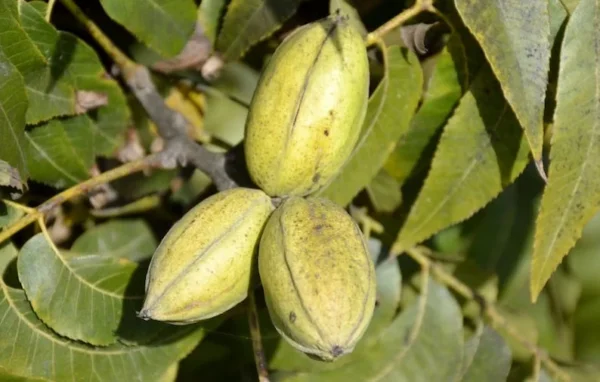 Hardy Pecan Tree 2-Pack - Carya Illinoinensis - Northern Hardy Nut Tree - NOT SHIP AK, AZ, CA, HI