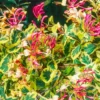 Harlequin Variegated Honeysuckle Vine - Lonicera - 2.5 Inch Pot - Flowering Vine